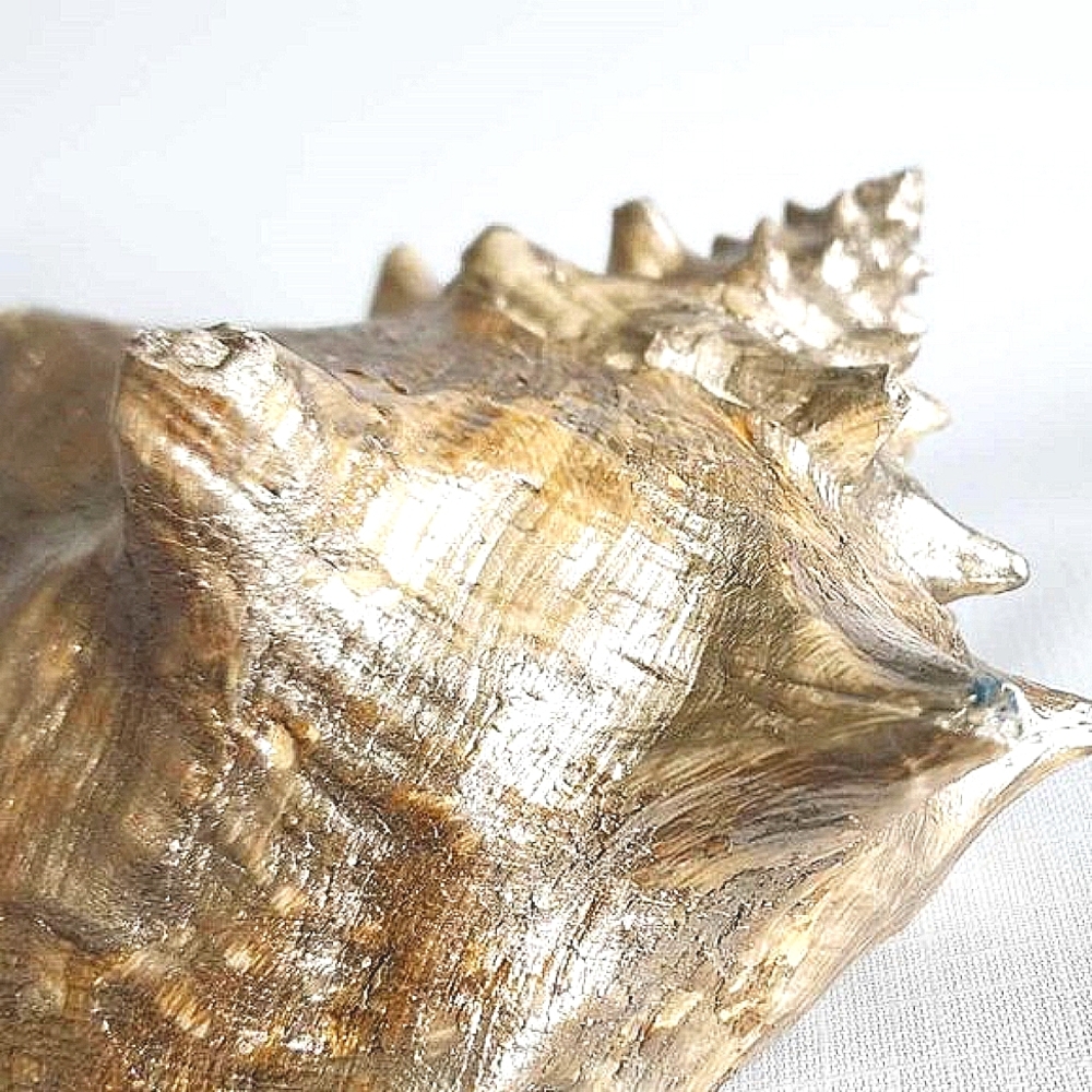 Gold conch shell - Picture 5 of 10